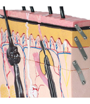 70 Times Magnification 4 Layers Human Skin Anatomy Model