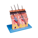 70 Times Magnification 4 Layers Human Skin Anatomy Model