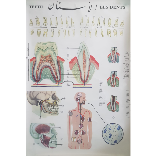 Teeth Structure Graph Human Teeth Chart