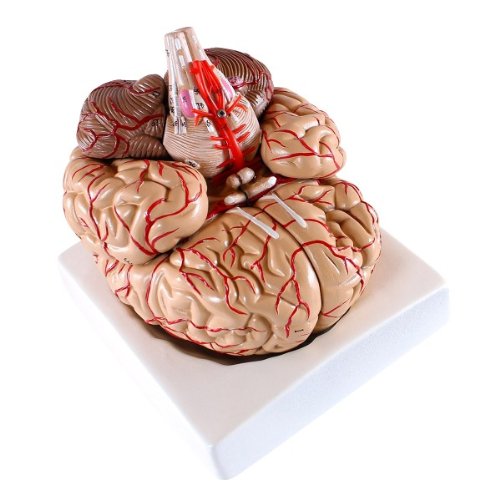 Anatomy Model of Brain and Canal