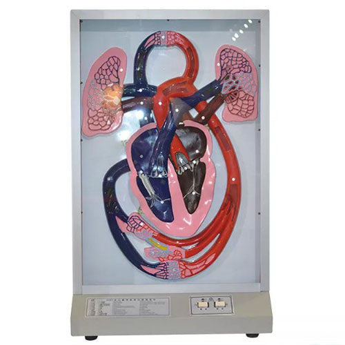 Electric Model of Heart Beat & Blood Circulation