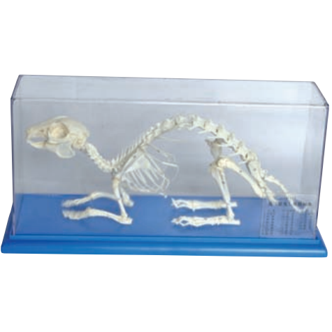 Make Rabbit Specimen Specimen of Rabbit Skeleton