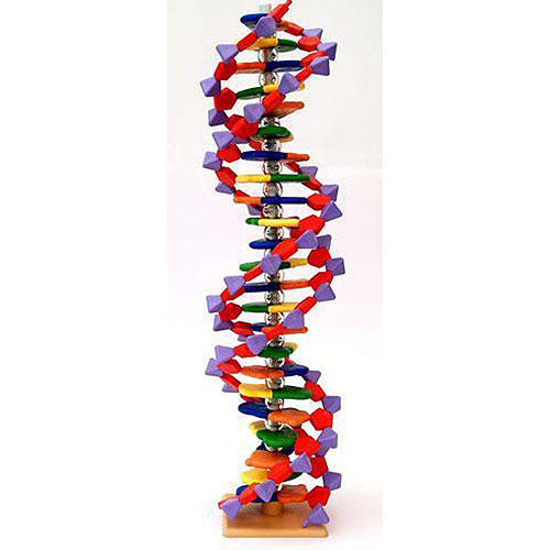 DNA Molecular Anatomy Model