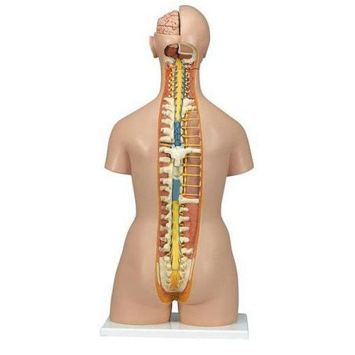 Deluxe Dual Sex Torso with Open Neck and Back, 28 Parts