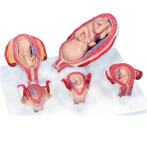 Human Development Set (Pregnancy Series Model) Set of 8 Pieces