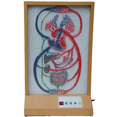 Electric Model of Blood Circulation