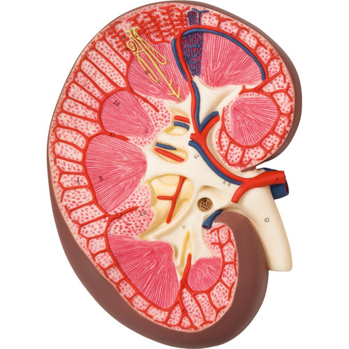 Expansion Anatomy Model of Kidney