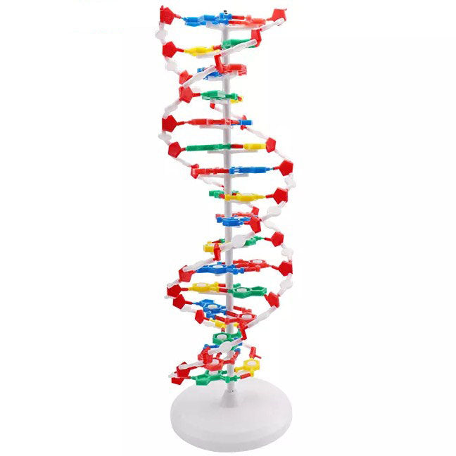 Dna Midels DNA Anatomy Model