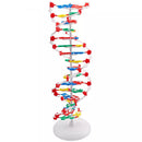 DNA Anatomy Model