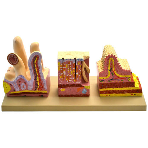 Anatomy Model of Digestive Canal Structure