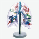 Anatomy Model of Transparent Bronchopulmonary Segment