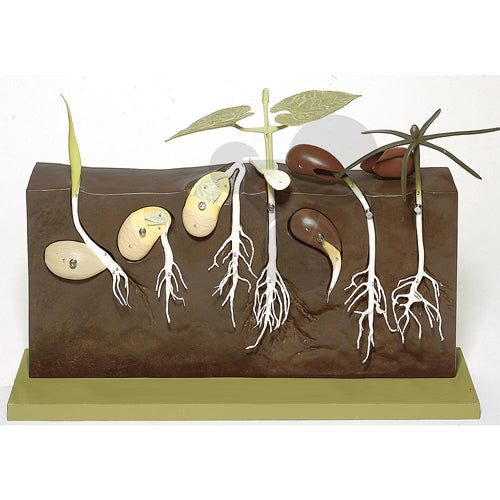 Model of Seeds Germination