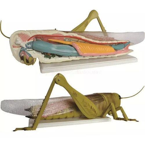 Locust Model