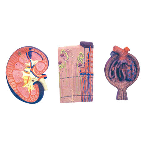 Expansion of the Kidney, Nephron & Glomerulus
