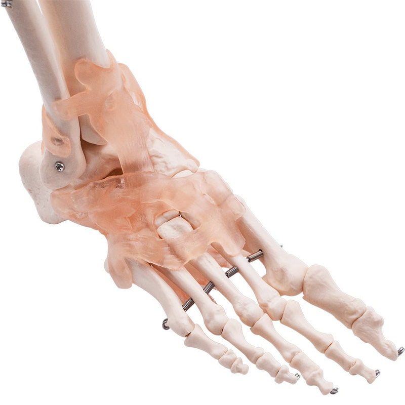 Foot & Ankle Joint Model