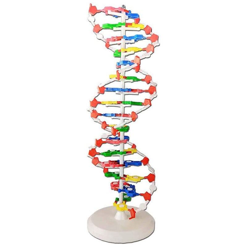 DNA Structure Display Model With Base & Stand | Movable Parts | 60cm Tall