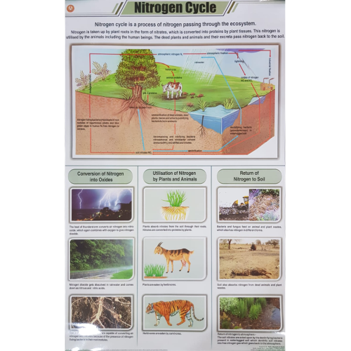 Nitrogen Cycle Poster