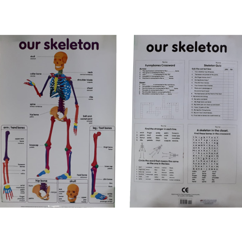 Our Skeleton Chart - Front & Back