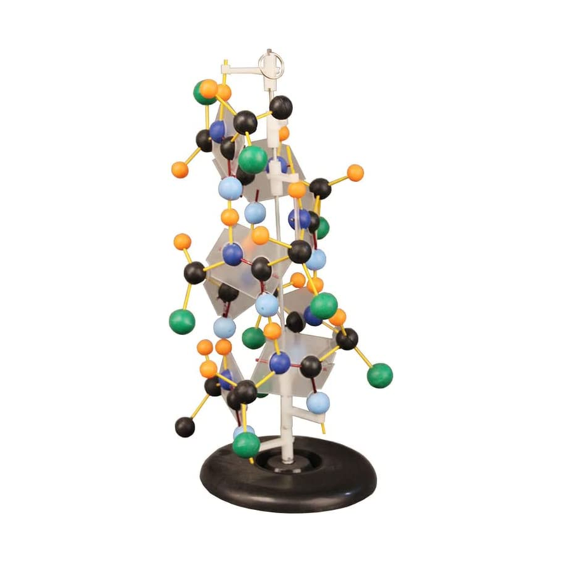 Protein RNA Protein Synthesis Structure Display Model
