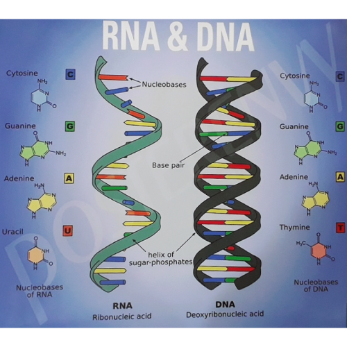 Dna Vs Rna Chart