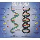 RNA and DNA Chart