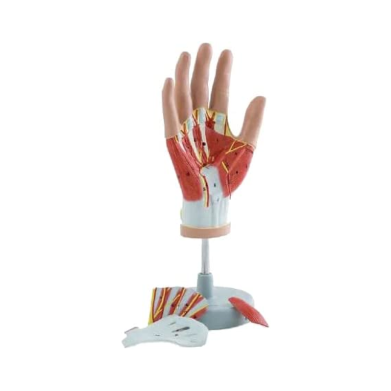 Regional Anatomy of Hand