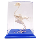 Pigeon Skeleton
