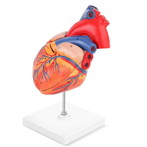 Expansion Model of Heart Dissection
