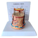 Skin Section Model with Description Plate