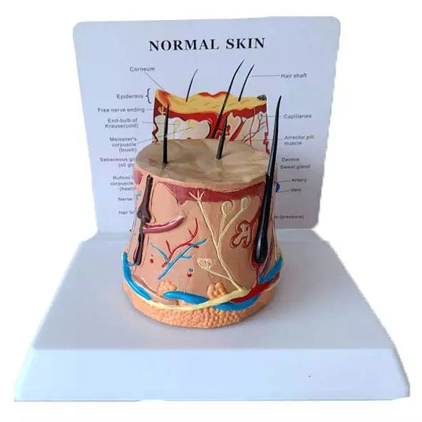 Skin Section Model with Description Plate