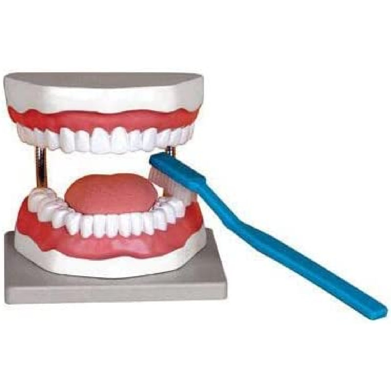 3.5x Oral Hygiene Model