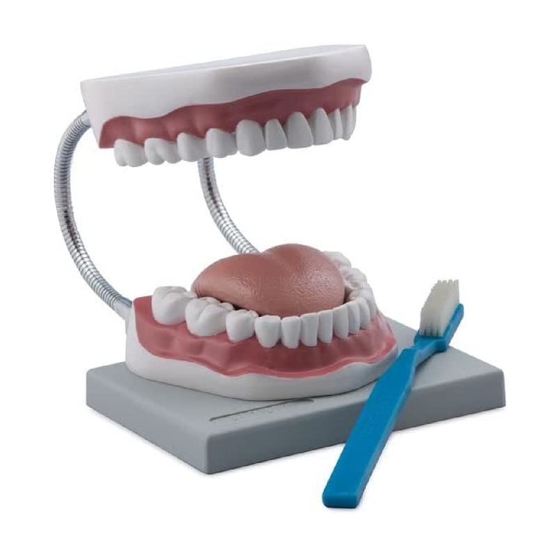 3.5x Oral Hygiene Model
