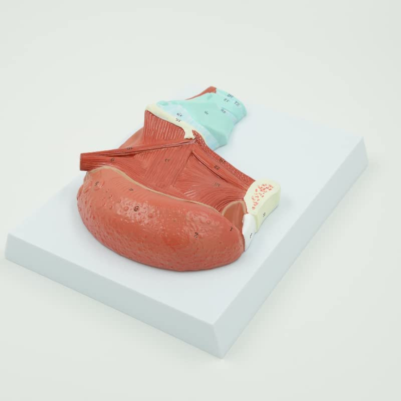 Muscles of Tongue and Throat Model