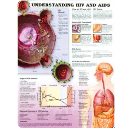 Understanding HIV and AIDS