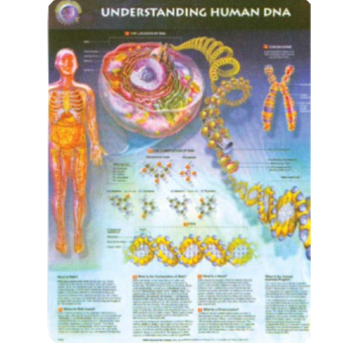 Understanding Human DNA