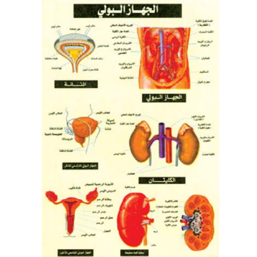 Urinary System Chart