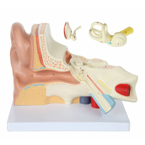 5x Human Ear Anatomy Model