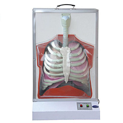 Electric Model of Human Respiration