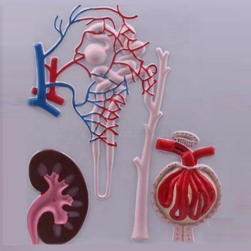Model of Kidney, Nephron & Glomerulus