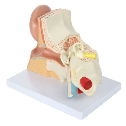 Expansion Model of Ear Dissection