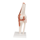 Human Knee Joint Life Knee Joint Model
