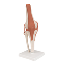 Human Knee Joint Life Knee Joint Model
