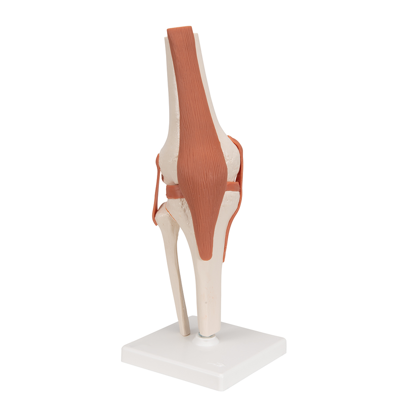 Human Knee Joint Life Knee Joint Model